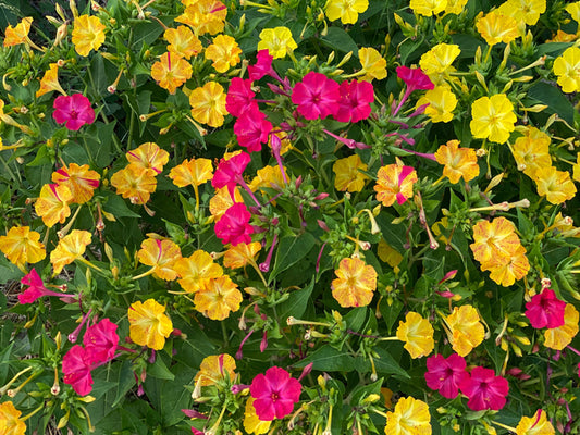 Four O'Clocks Seed
