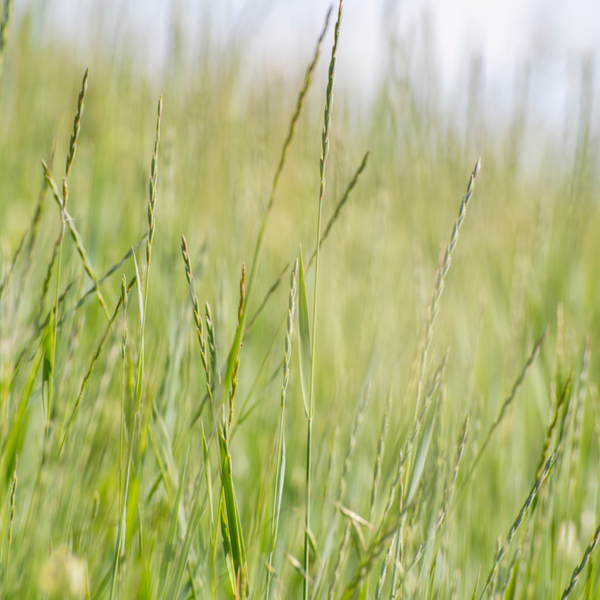 Dryland Pasture