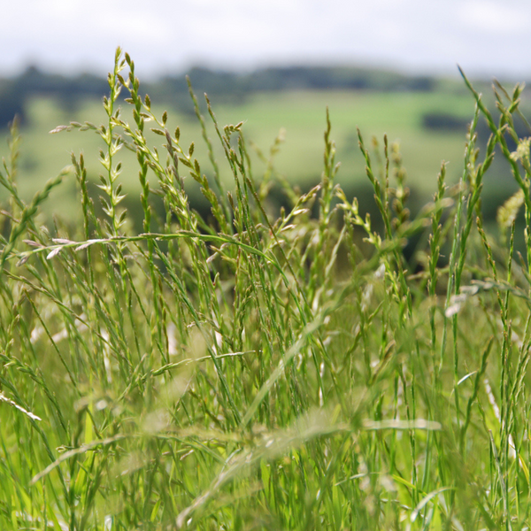 University Pasture