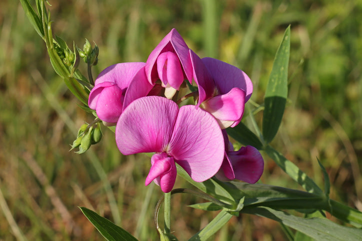 Sweet Pea Perennial Mix Seed