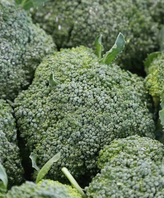 Broccoli Marathon Seed