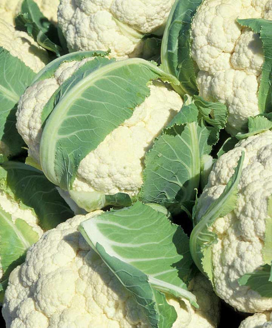 Cauliflower Pureza Self-Blanching Seed (Formerly Stardust/White Magic)