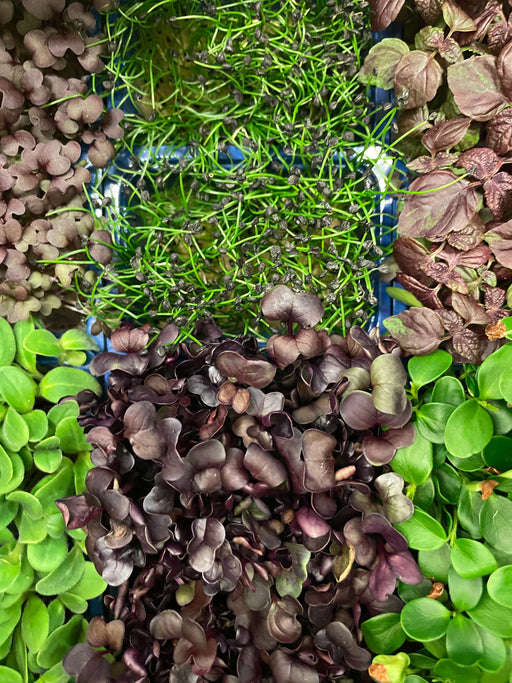 Microgreens Hot and Spicy Seed