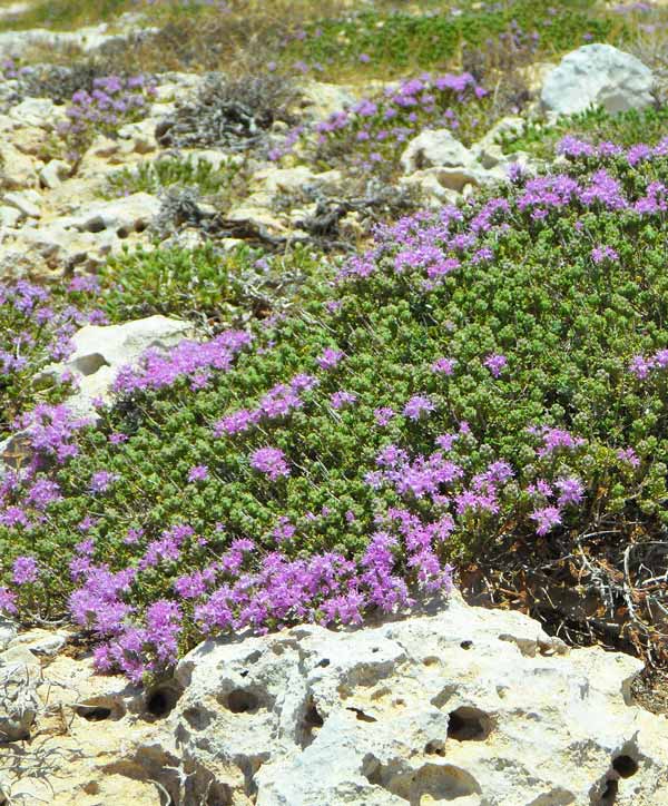 Thyme Creeping Herb Seed