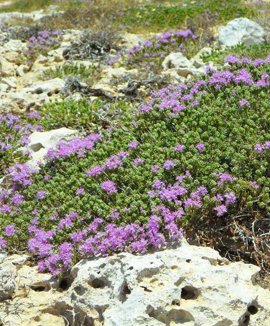 Thyme Creeping Herb Seed