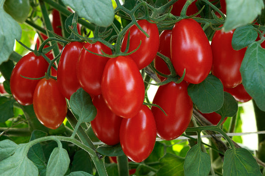 Tomato Sweethearts