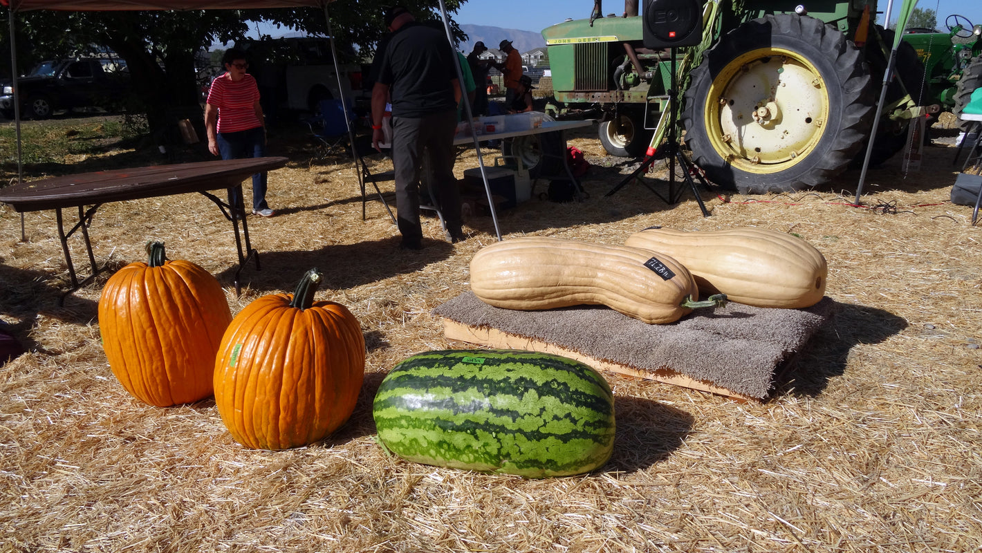 Giant Pumpkin Festival Anderson's Seed & Garden