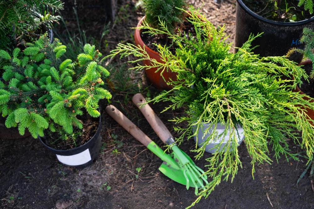 home garden