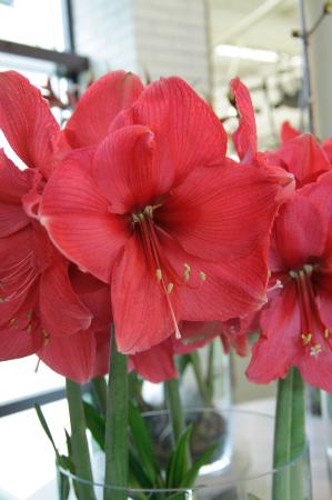 Pink Surprise Amaryllis