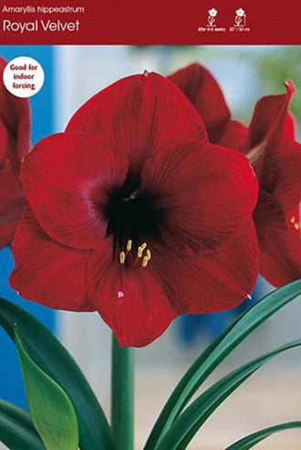 Royal Velvet Amaryllis