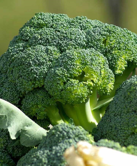 Broccoli Organic Waltham Seed