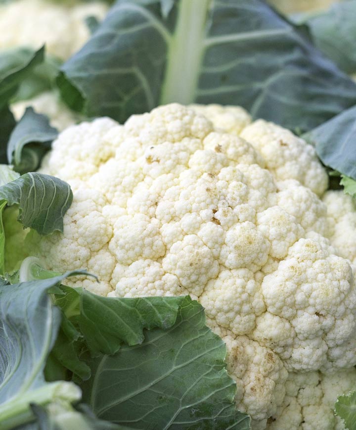 Cauliflower Organic Early Snowball Seed