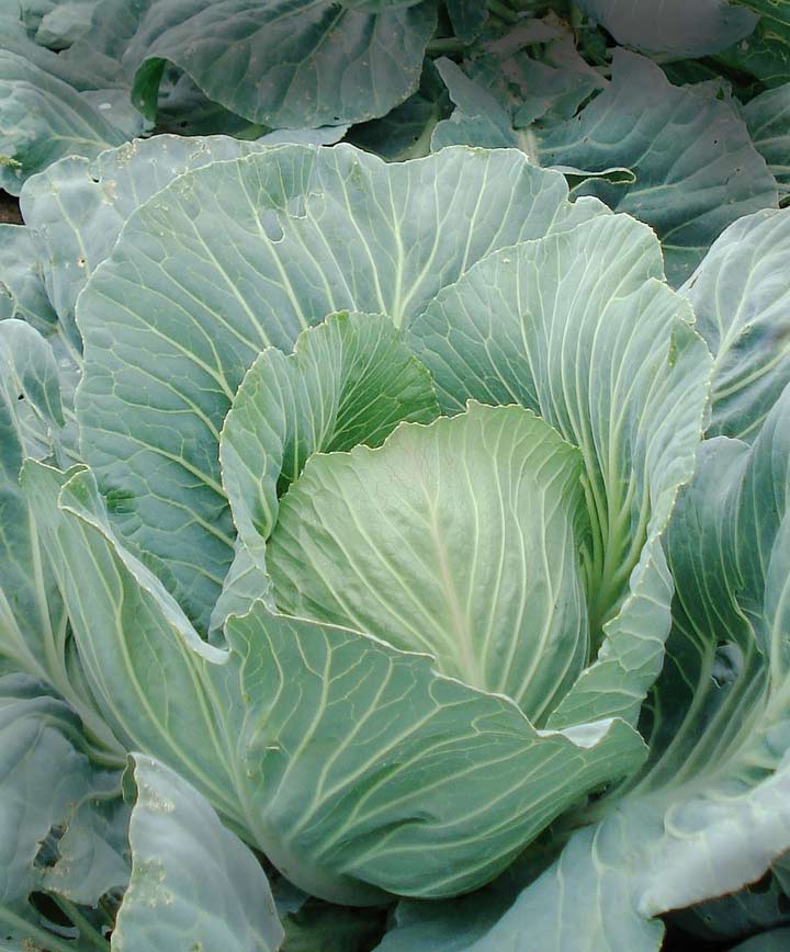 Cabbage Organic Golden Acre Seed