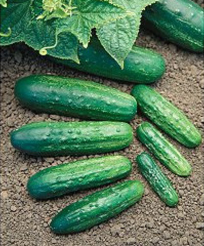 Cucumber Organic Homemade Pickler Seed