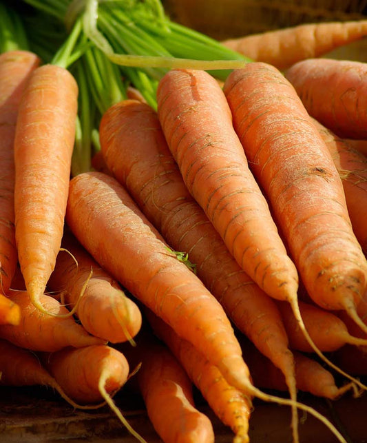 Carrot Organic Nantes Coreless Seed