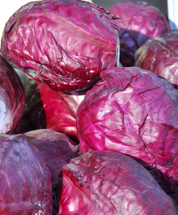 Cabbage Organic Red Acre Seed