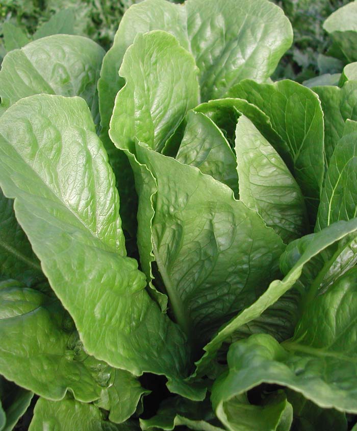 Little Seed Store Paris Island Romain Lettuce Seeds - Organic, 95% Germination, 600+ Seeds