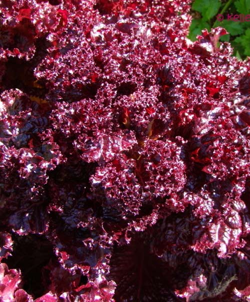 Lettuce Leaf Organic Royal Red Seed