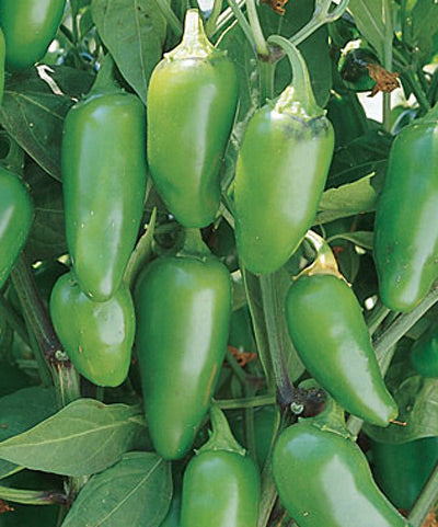 Pepper Hot Organic Jalapeno Seed
