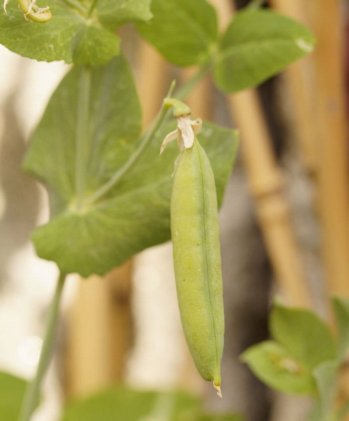 Pea Organic Laxton Progress Seed