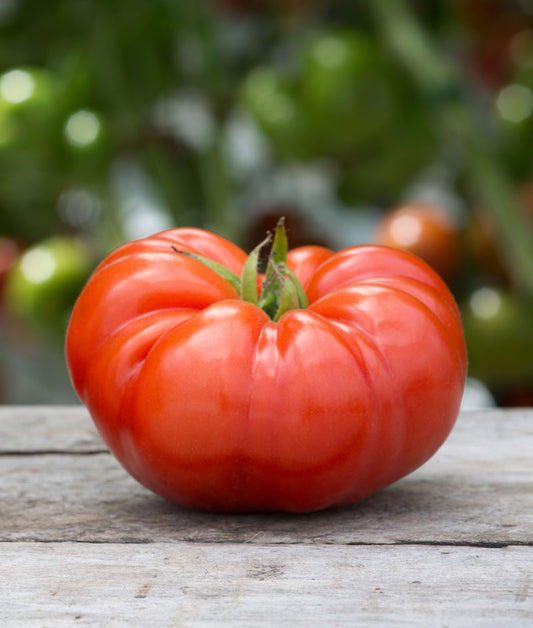Tomato Organic Beefsteak Seed