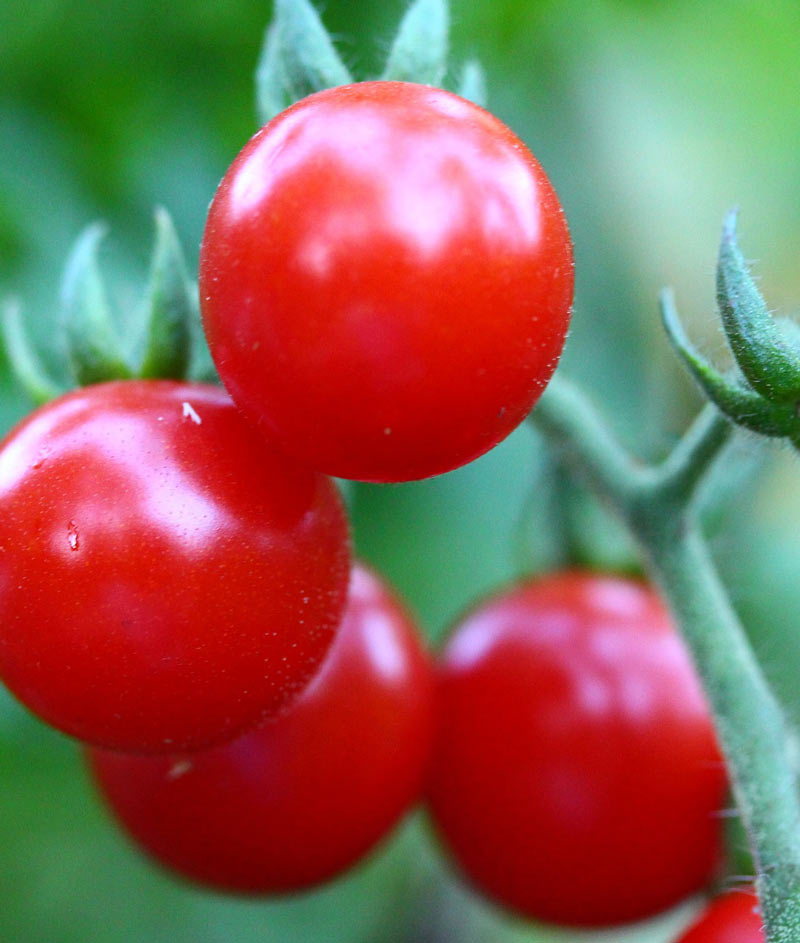 Tomato Organic Red Cherry Seed