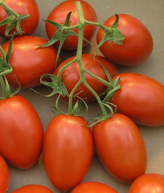 Tomato Organic Roma Seed