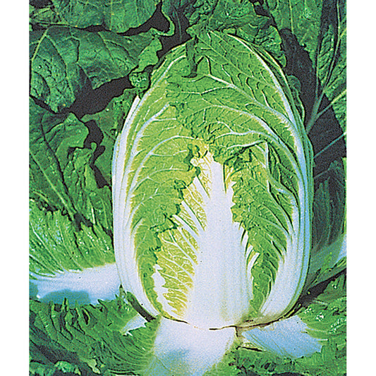 Cabbage China Express Seed