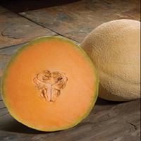Lantis Seed Cantaloupe Atlantis Seed – Anderson's Seed & Garden