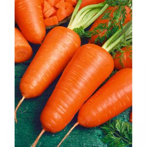 Carrot Royal Chantenay Seed