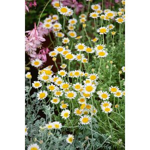 Chamomile German Herb Seed