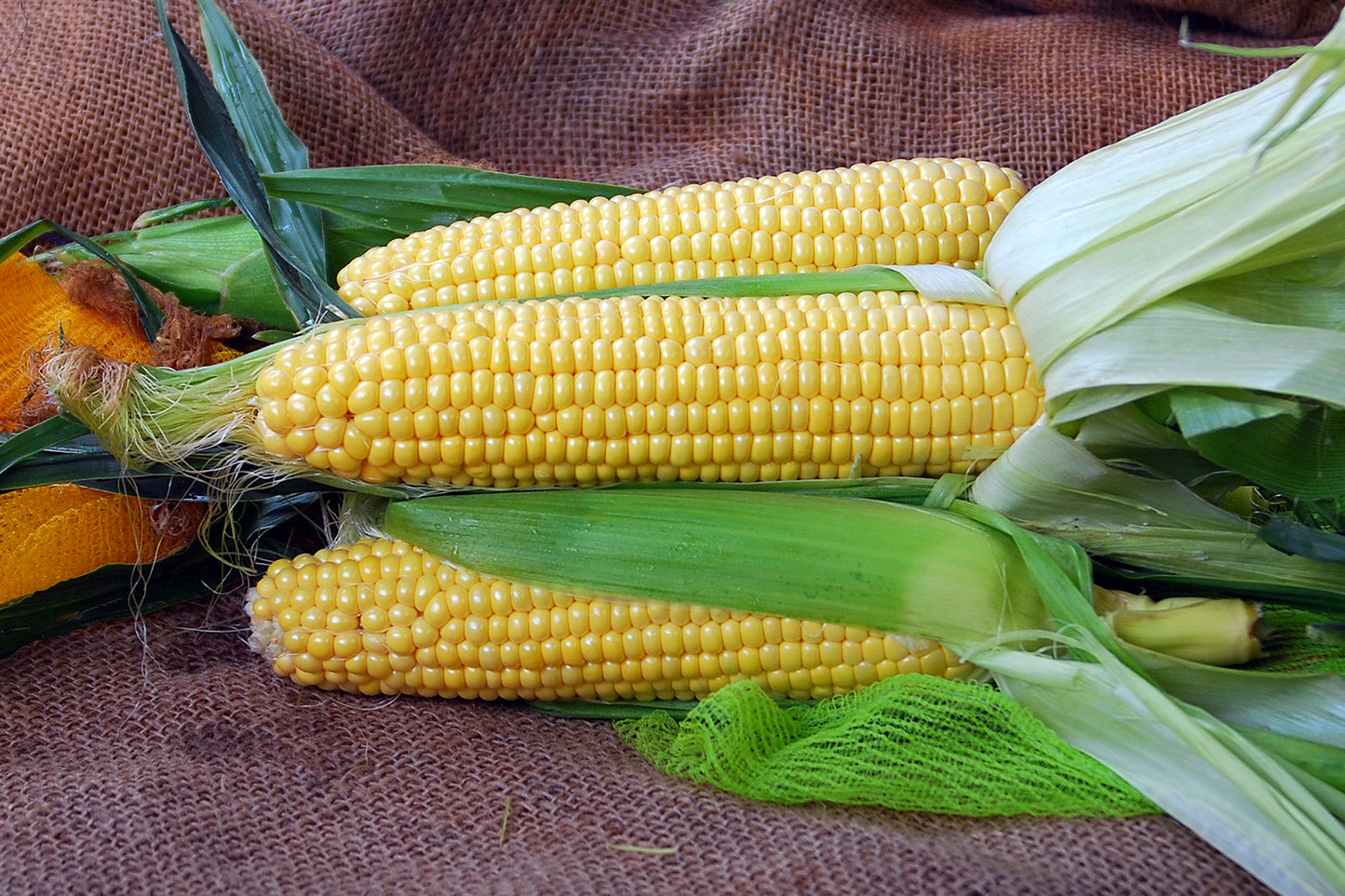 Corn Kodiak Yellow Seed