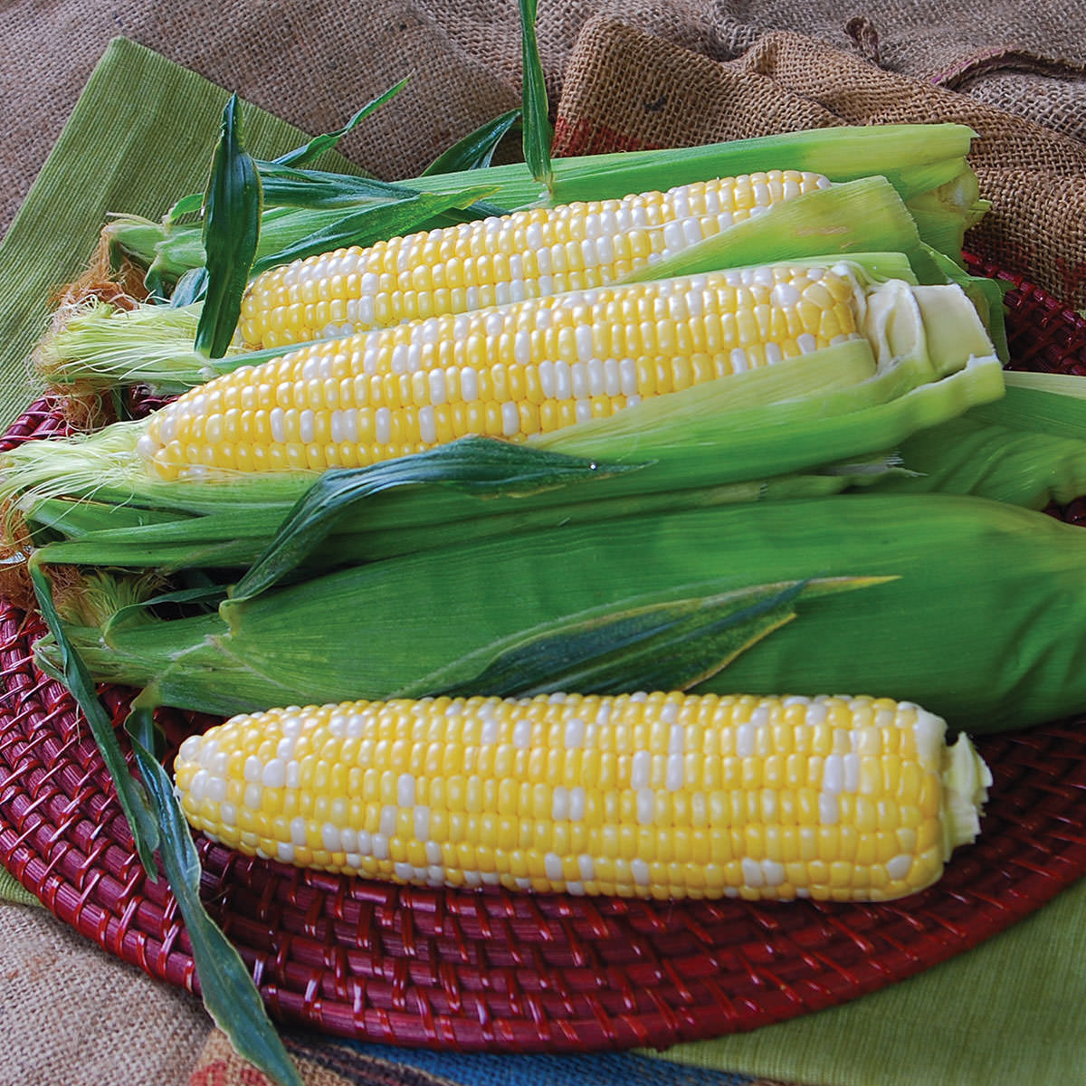 Corn Temptress Bicolor Seed