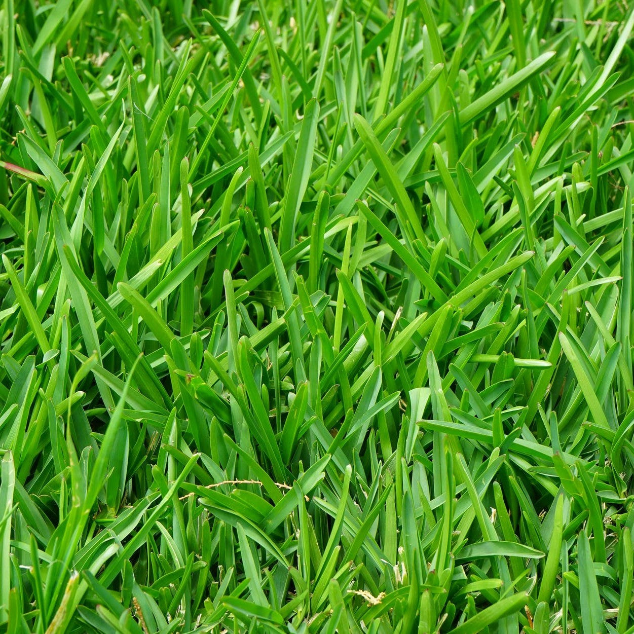 Andersons Select Grass Seed