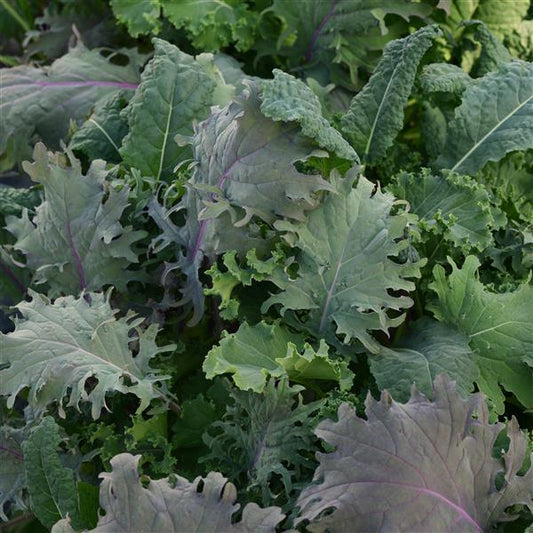 Kale Garden Blend Seed