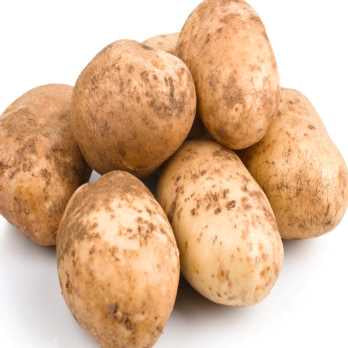 Potato Kennebec Seed