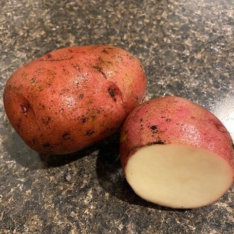 Potato Norland Seed