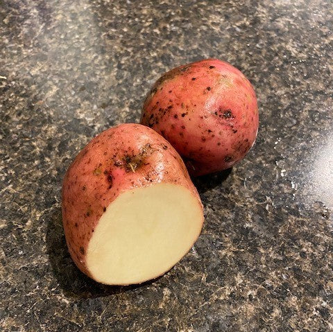 Potato Pontiac Red Seed
