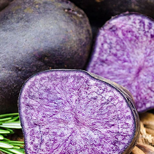 Potato Purple Majesty Seed