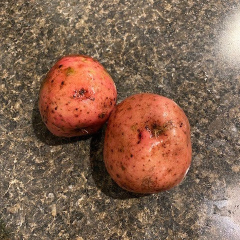 Potato Red LaSoda Seed