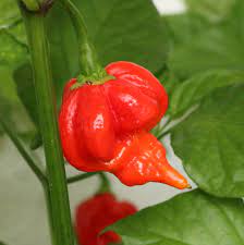 Pepper Hot Scorpion F1 Seed