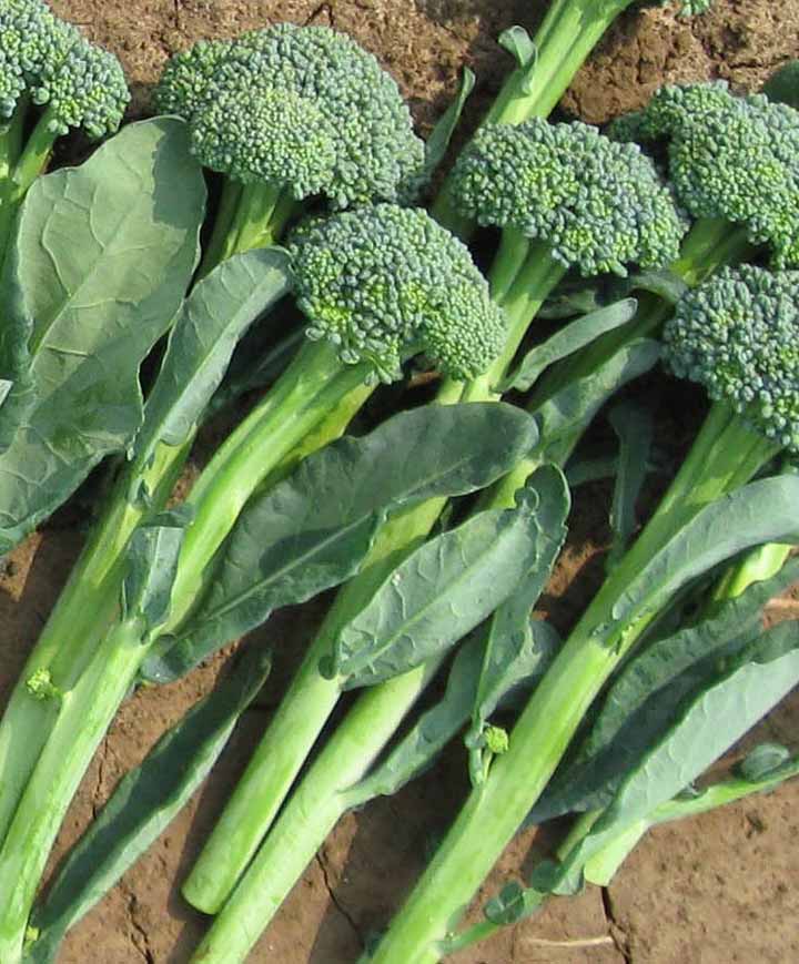 Broccoli Artwork Seed