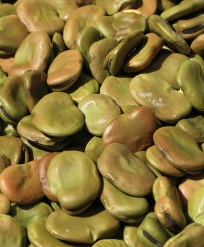 Bean English Broad Fava Seed