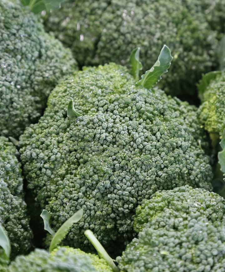 Broccoli Marathon (Formally Premium Crop) Seed
