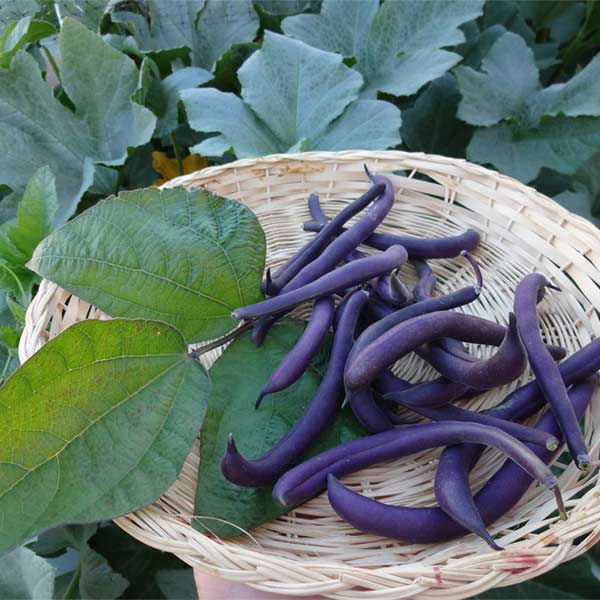 Bean Royal Burgundy Purple Bush Seed