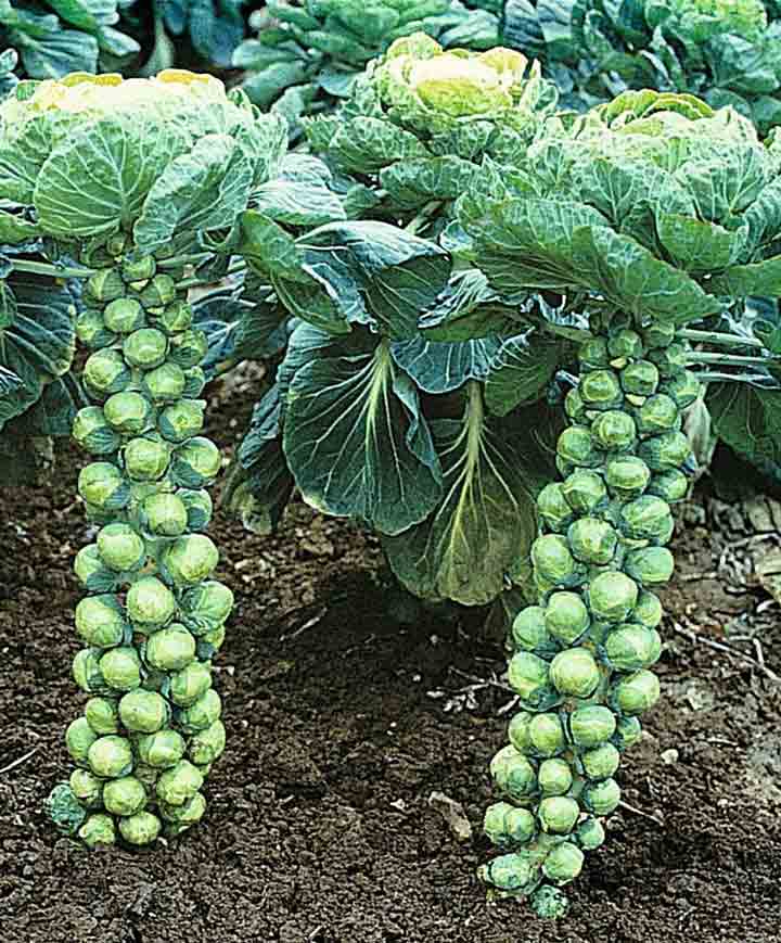 Brussel Sprouts Long Island Seed