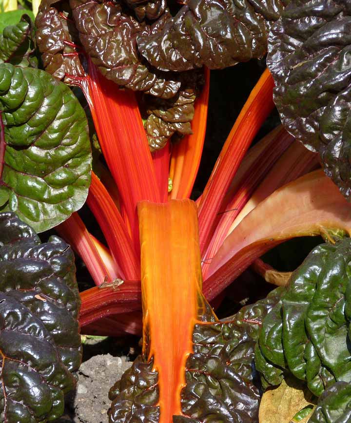 Chard Bright Lights Swiss Chard Seed – Anderson's Seed & Garden