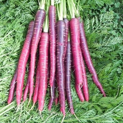 Carrot Cosmic Purple Seed