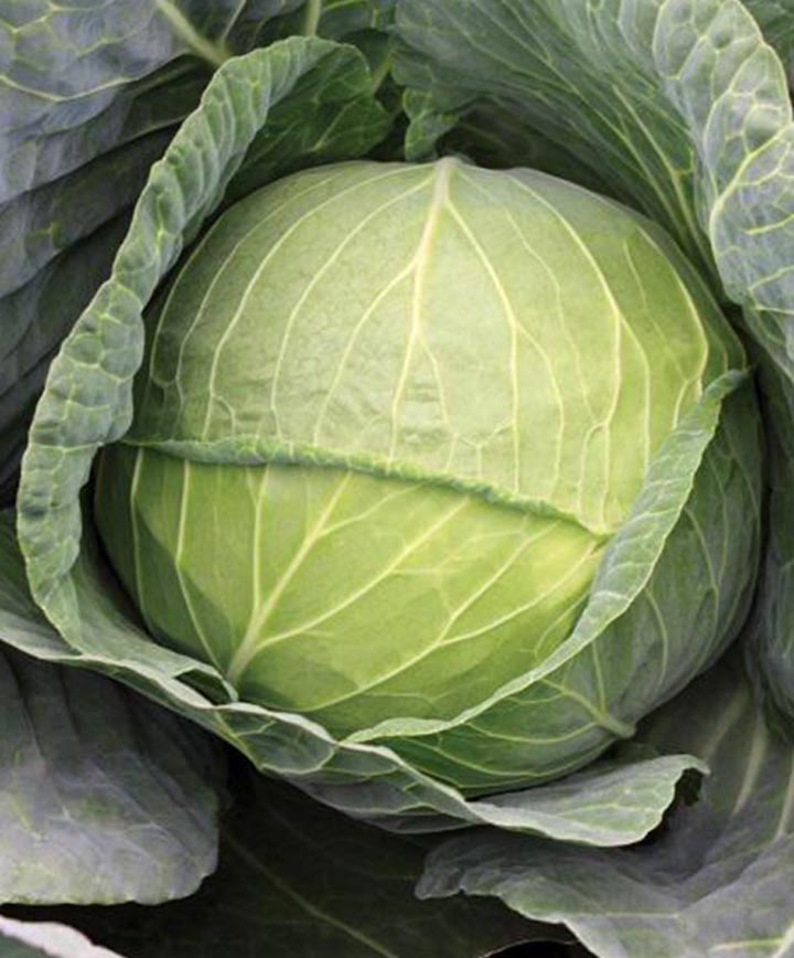 Cabbage Hercules Hybrid Seed