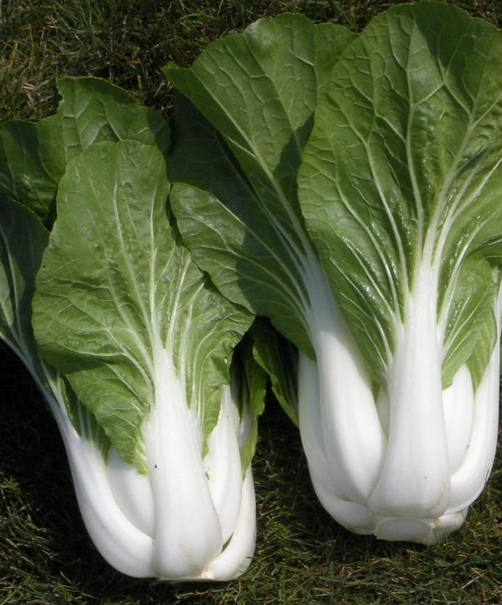 Cabbage Pak Choi Seed